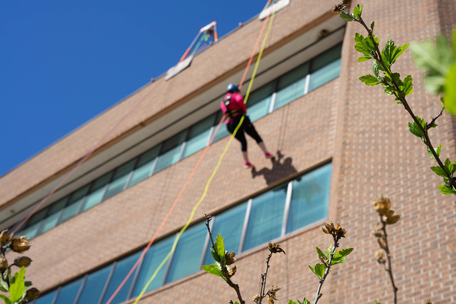 A volunteer slowly rappels down the building at United Way's Over the Edge fundraiser.
