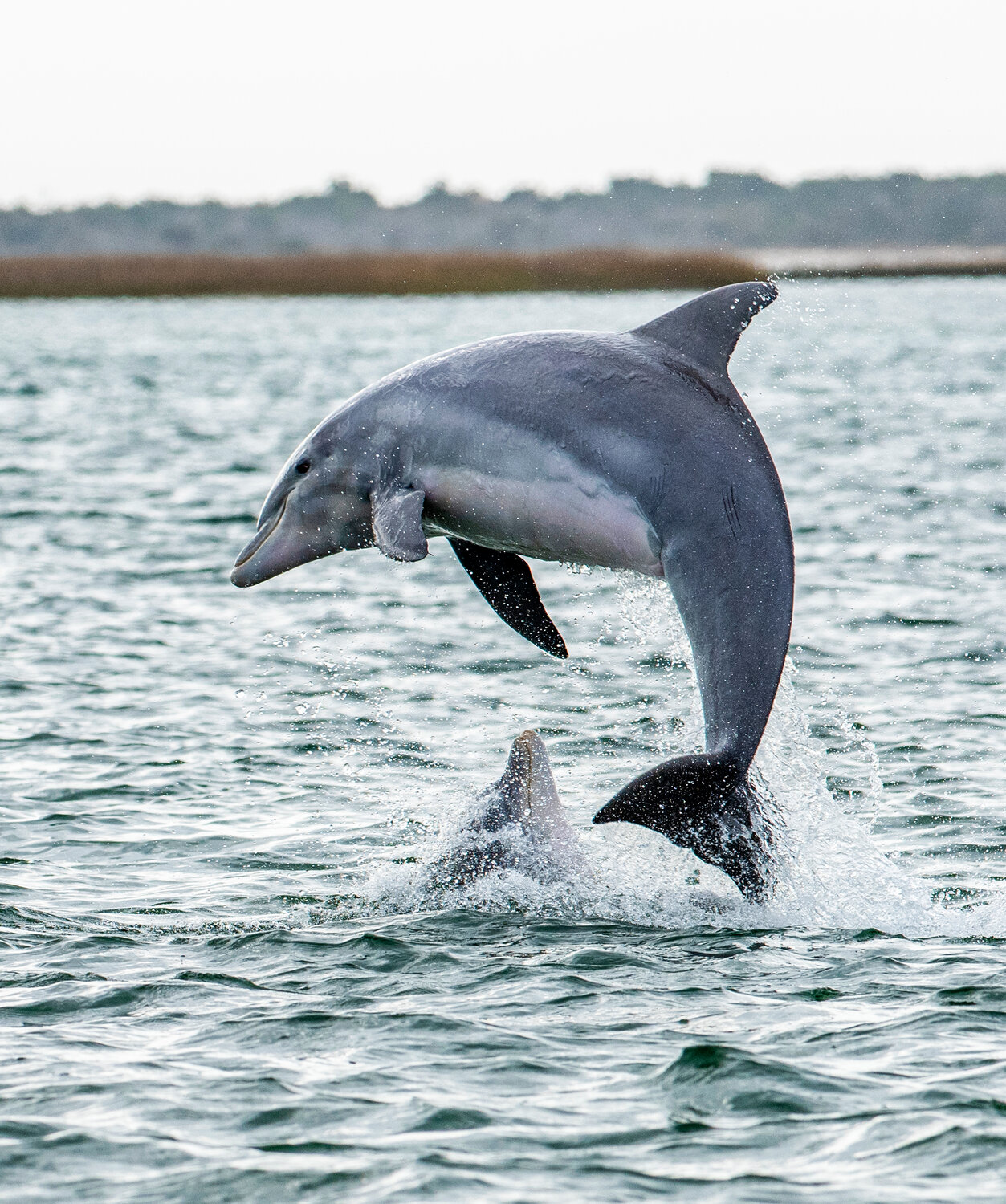 Dolphins play near Rachel Carson Reserve.