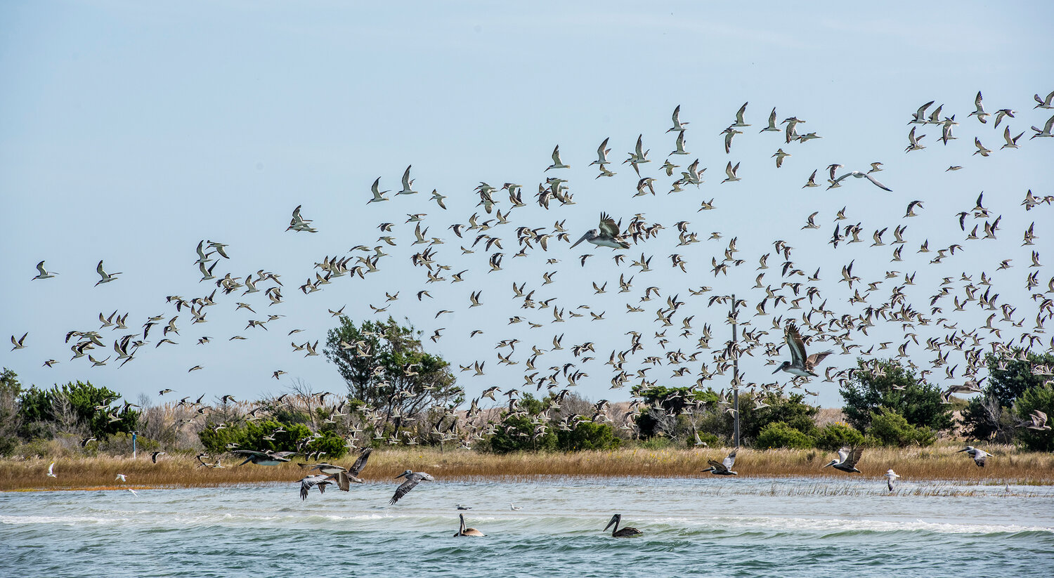 Brown Pelicans  take flight near Rachel Carson Reserve near Beaufort.
