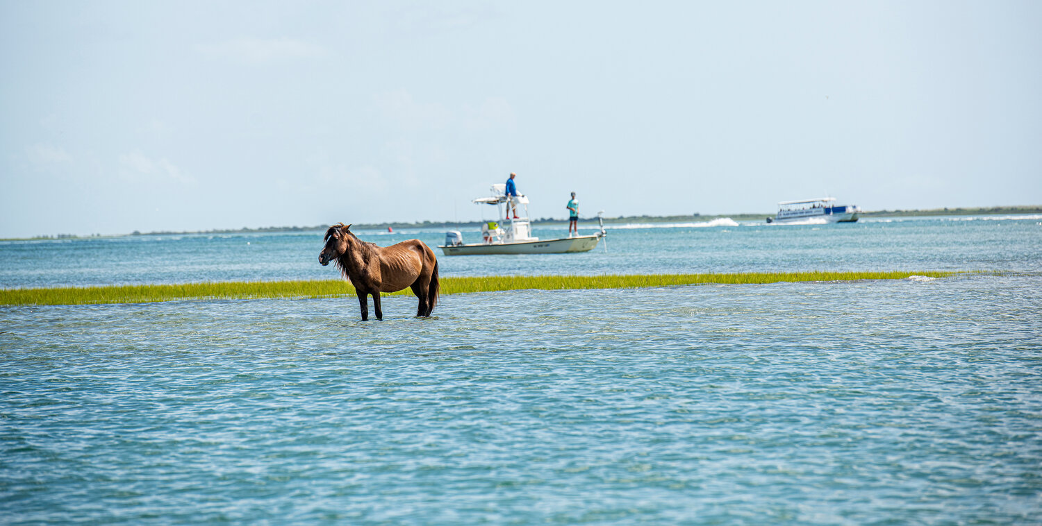 A wild horse cools off at Cape Lookout.