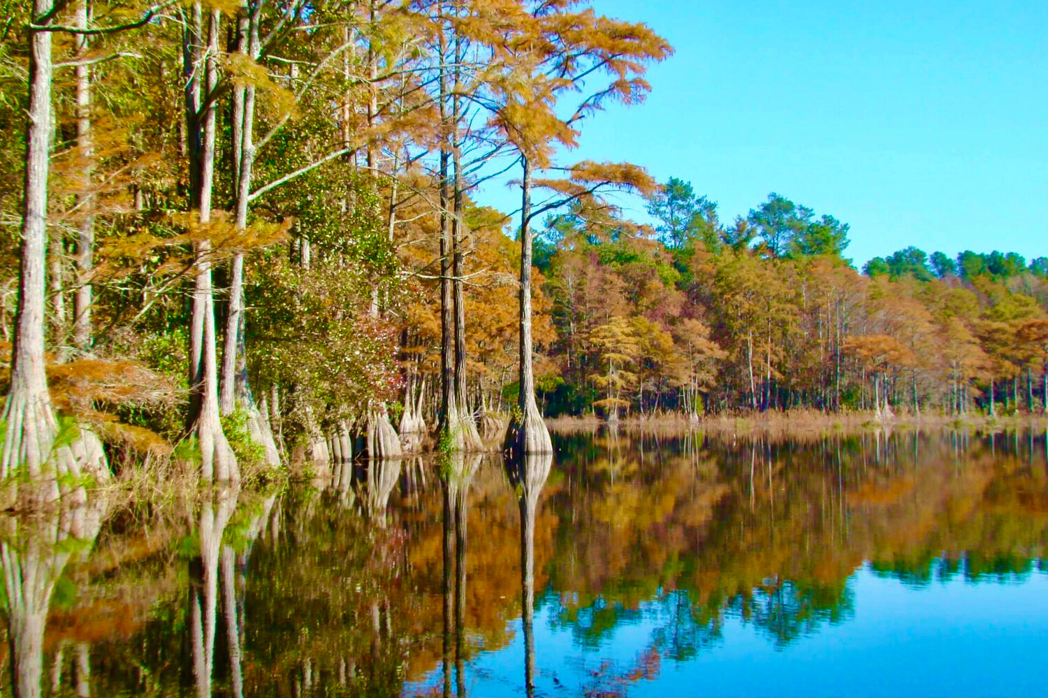 The bald cypress trees take on the colors of fall, transforming Hope Mills Lake.Photo by Lisa Carter Waring