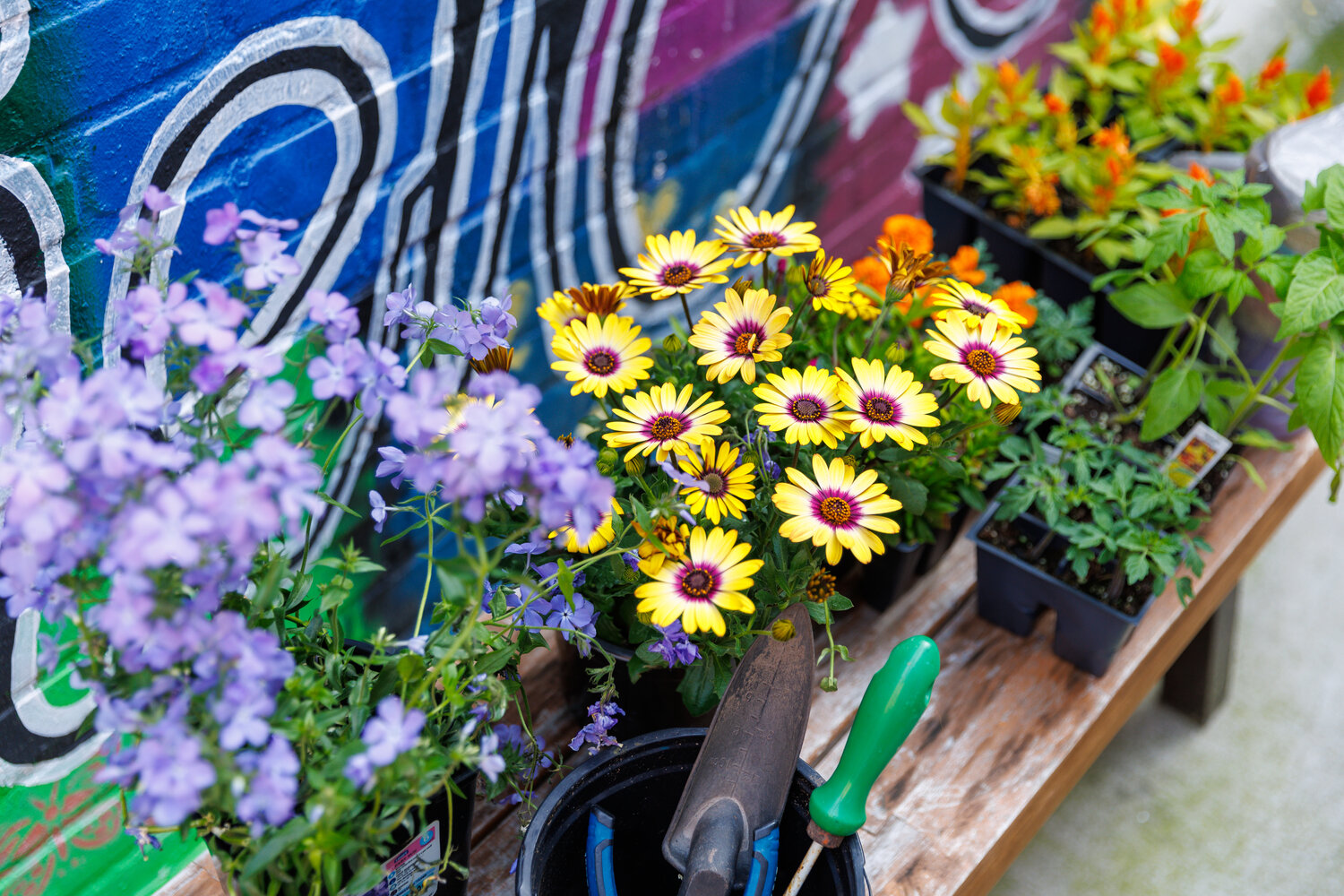 Alley Garden Project: Capitol Encore Academy teacher beautifies ...