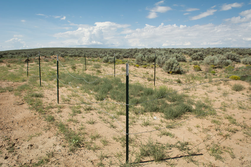 The grassy test plot next to HPOC well site Eagle Springs 8.
