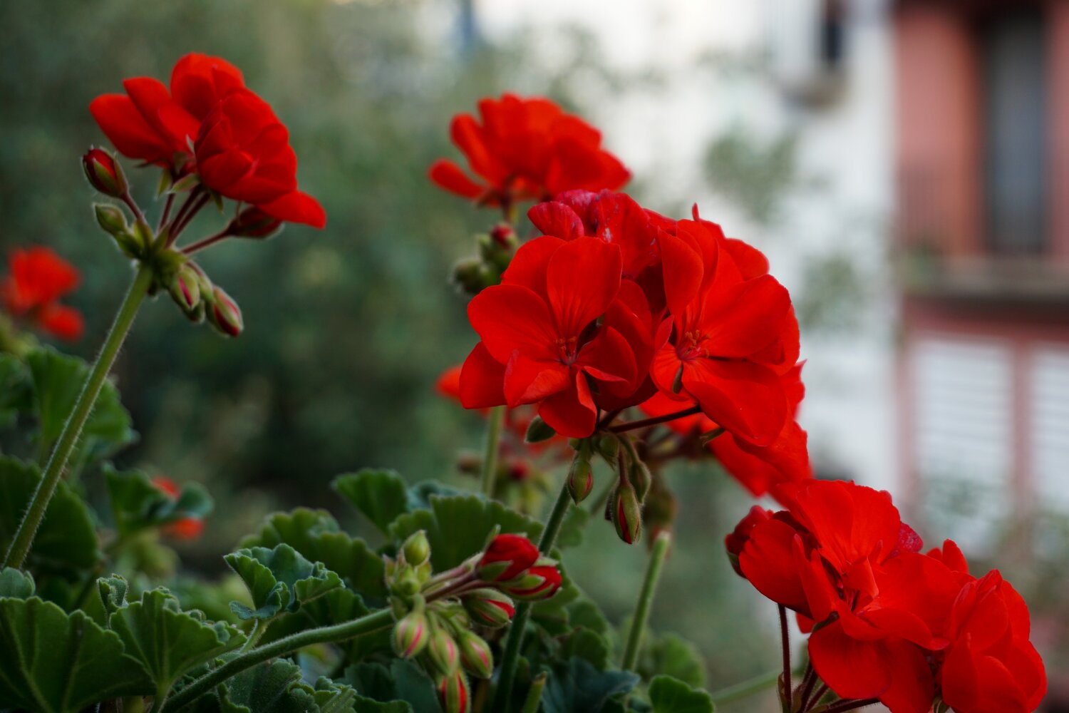 Repeated punctuation like the red of this geranium can pull a garden design together.