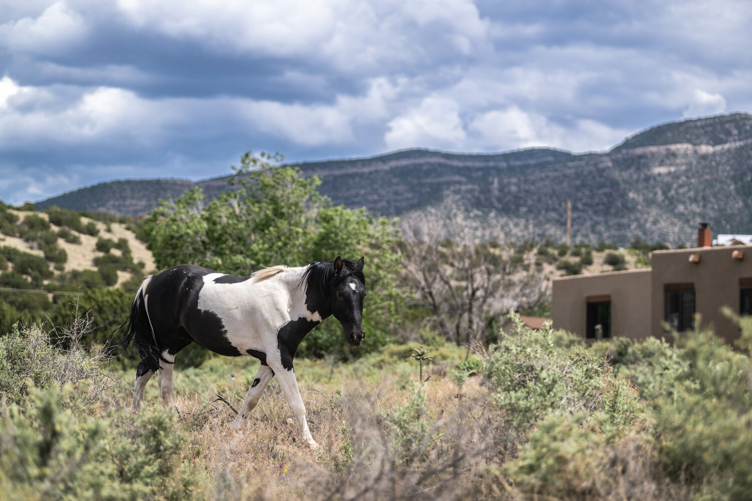 Free-roaming horses sometimes wander into Placitas neighborhoods in search of handouts. Law enforcement says it becomes a safety problem when the horses go onto roadways. (Roberto E. Rosales/For Sandoval Signpost)