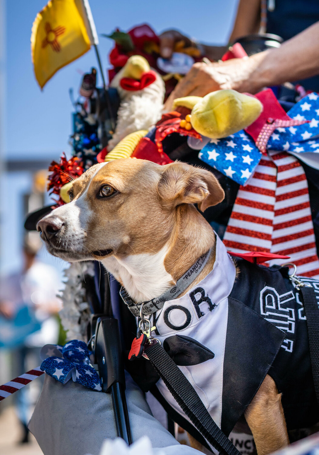 Peanut Butter, the Pet Mayor of the Corrales, was among the dignitaries that attended the village's Fourth of July parade. (Roberto E. Rosales/Corrales Comment)