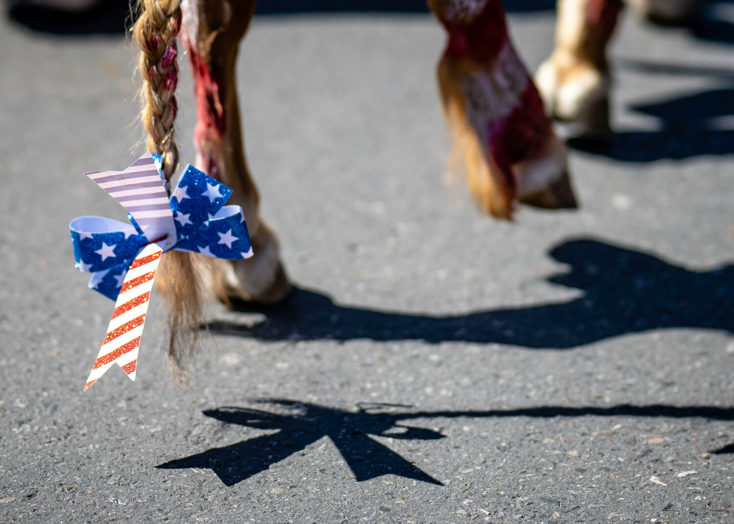 A young goat trots along Corrales Road during the Corrales Fourth of July parade. ( Roberto E. Rosales/Corrales Comment)