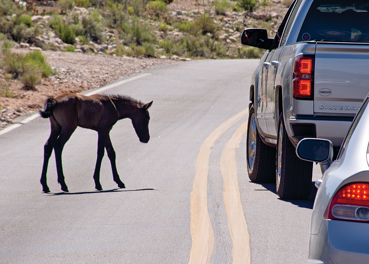 Horse colt -- A young colt grazing along Camino de las Huertas already associates traffic with food.