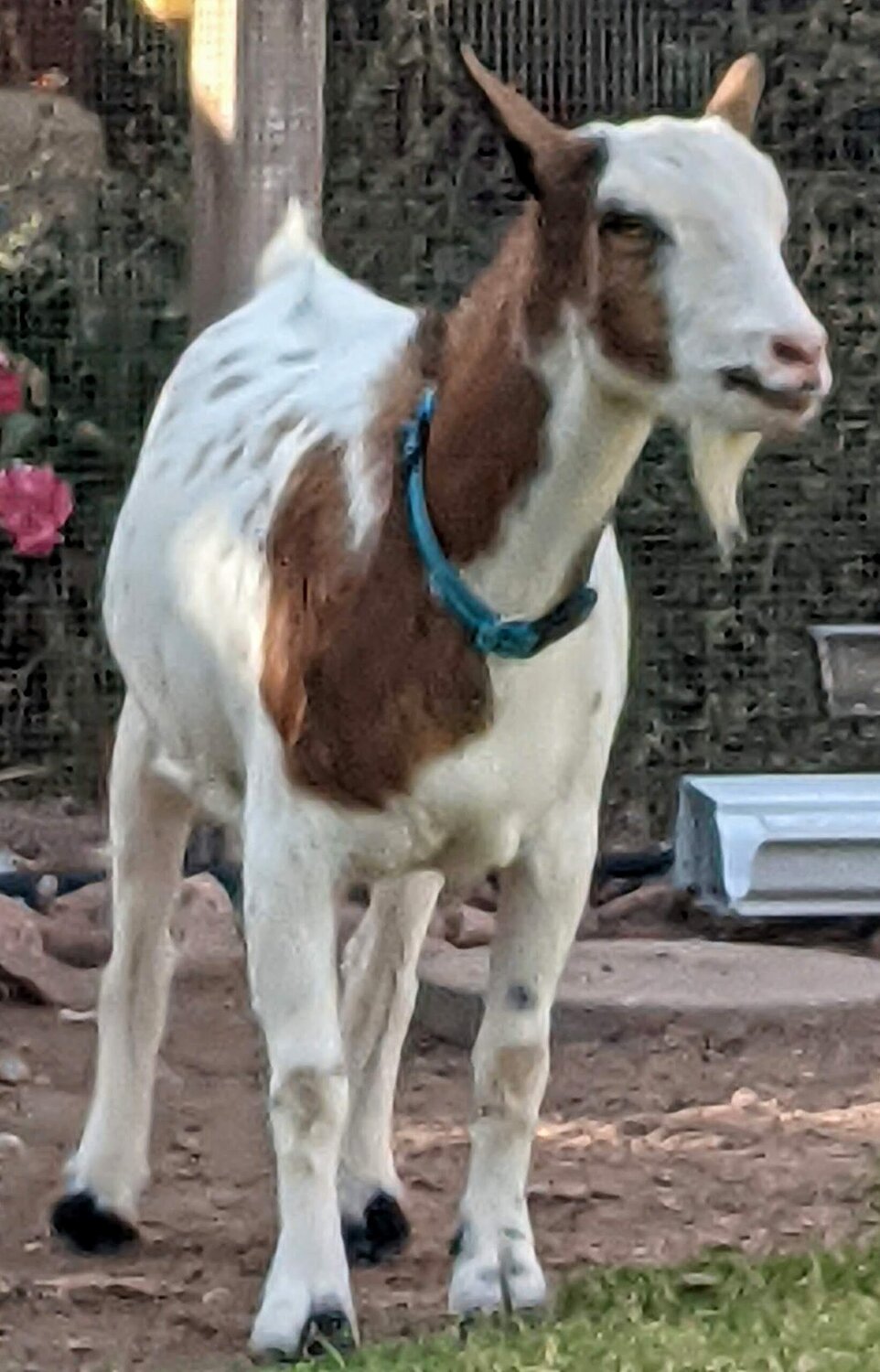 Wendell (Nigerian Goat)