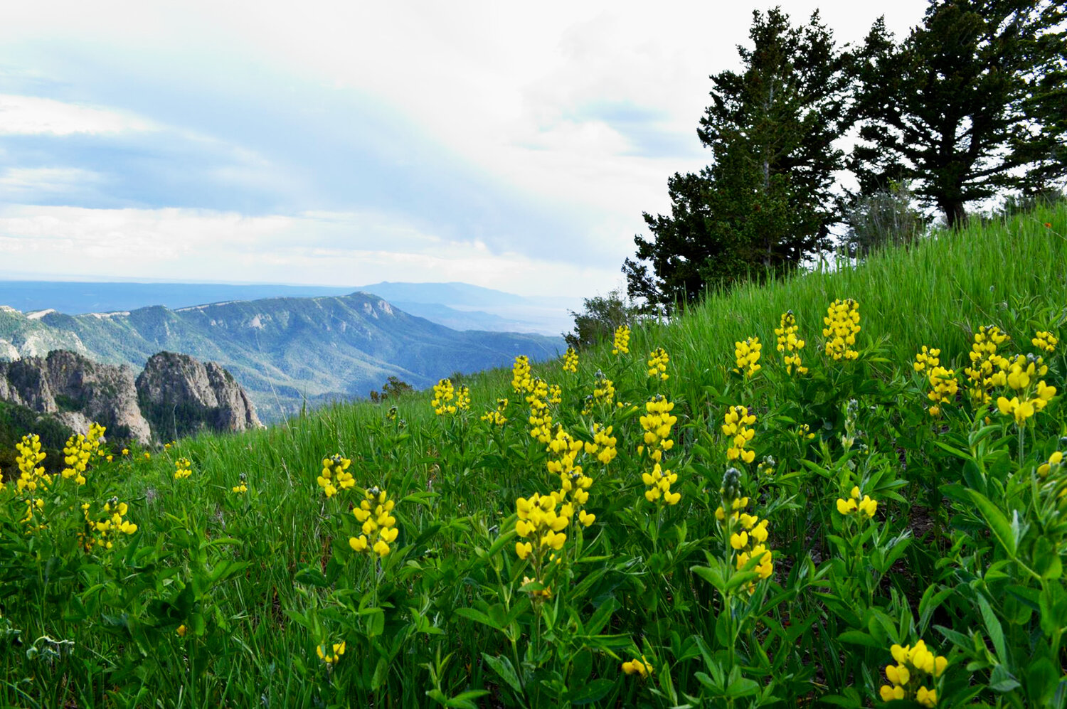 Wild flowers can be found along the Crest Trail that stretches for more than 26 miles from Tijeras to Placitas.