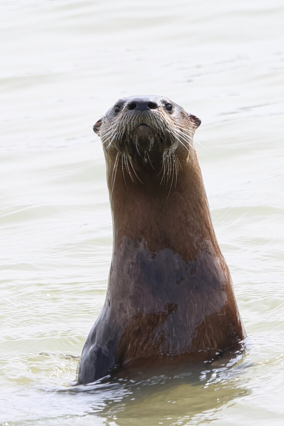 A curious otter sticks its head out of the water at the Ottawa National Wildlife Refuge.