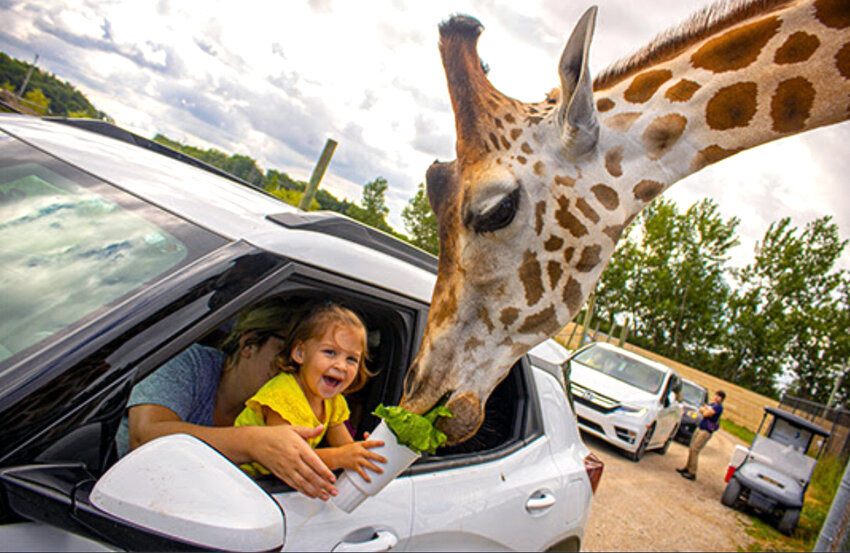 African Safari Wildlife Park in Port Clinton has been named among the 10 best safari parks in the country by readers of USA Today 10Best.