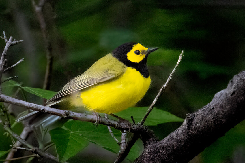 You don’t have to be a birder to enjoy the beauty of this hooded warbler. Bright yellow with hood-like black markings on its head that give this bird its name. This image was captured recently on the famed Magee Marsh Bird Trail.