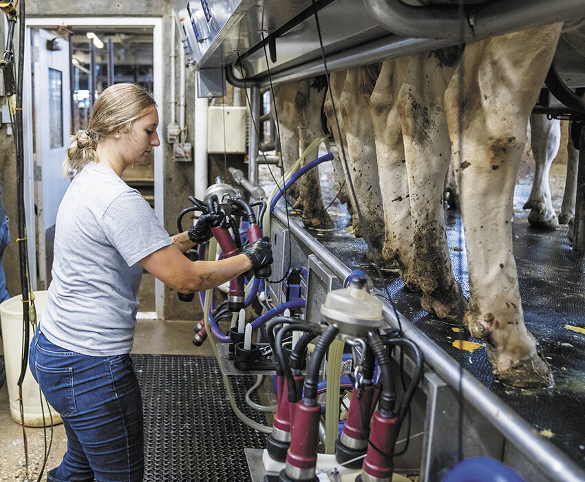 A student milks cows in the double-8 parallel parlor at South Dakota State University in Brookings, South Dakota. The parlor and dairy production facilities at the school are slated to close by the end of June, but all majors offered in dairy science will continue.