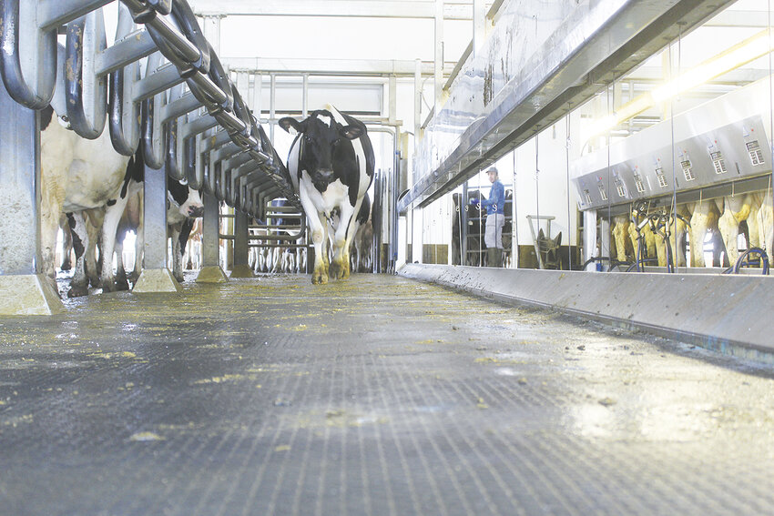 A Holstein cow enters the milking parlor on an Iowa dairy farm. Cows that are infected with the bovine influenza A virus experience a sudden and dramatic drop in milk production, and their milk can take on a colostrum-like appearance.