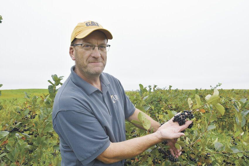 Paul Wright holds Aronia berries Aug. 28 at his farm near Hutchinson, Minnesota. Wright milks 40 cows and has an on-farm store.