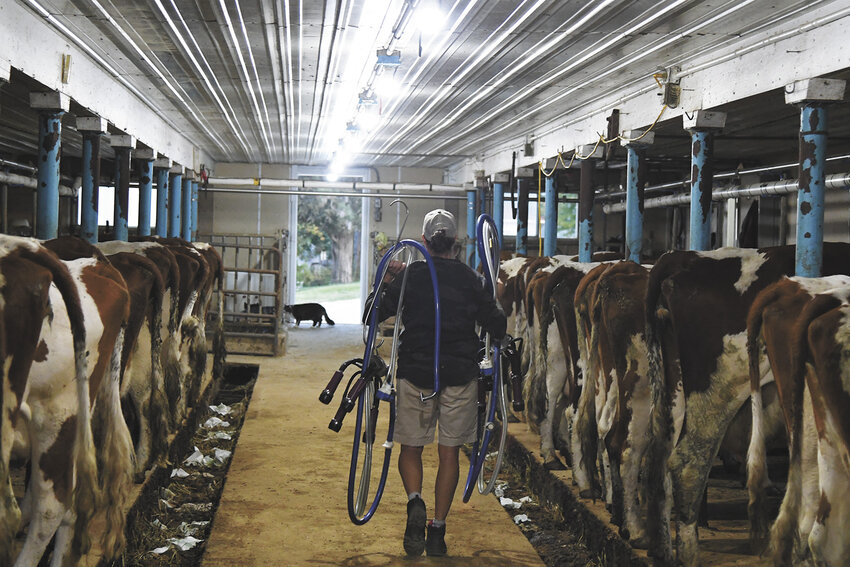 Melissa Crowley carries milkers out of the barn after morning milking Oct. 3 at Enchanted Meadows Farm near La Crescent, Minnesota. The farm milks 97 Ayrshire cows.