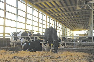The Boons new freestall barn includes a dry cow, close-up and maternity area to keep the cows in the facility throughout the year.  PHOTO BY DANIELLE NAUMAN