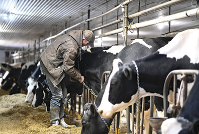 TJ Becker latches cows in their stalls Dec. 3 at a rented facility near Browerville, Minnesota. Becker and his twin brother, John, are employees of the farm and receive 20% of the milk check. PHOTO BY JENNIFER COYNE