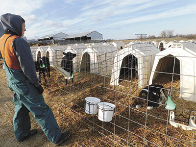 Lindsey Borst looks over calves at her family’s dairy near Rochester, Minnesota. The Borsts make sure calves are well bedded and have access to clean water at all times.  PHOTO BY KATE RECHTZIGEL