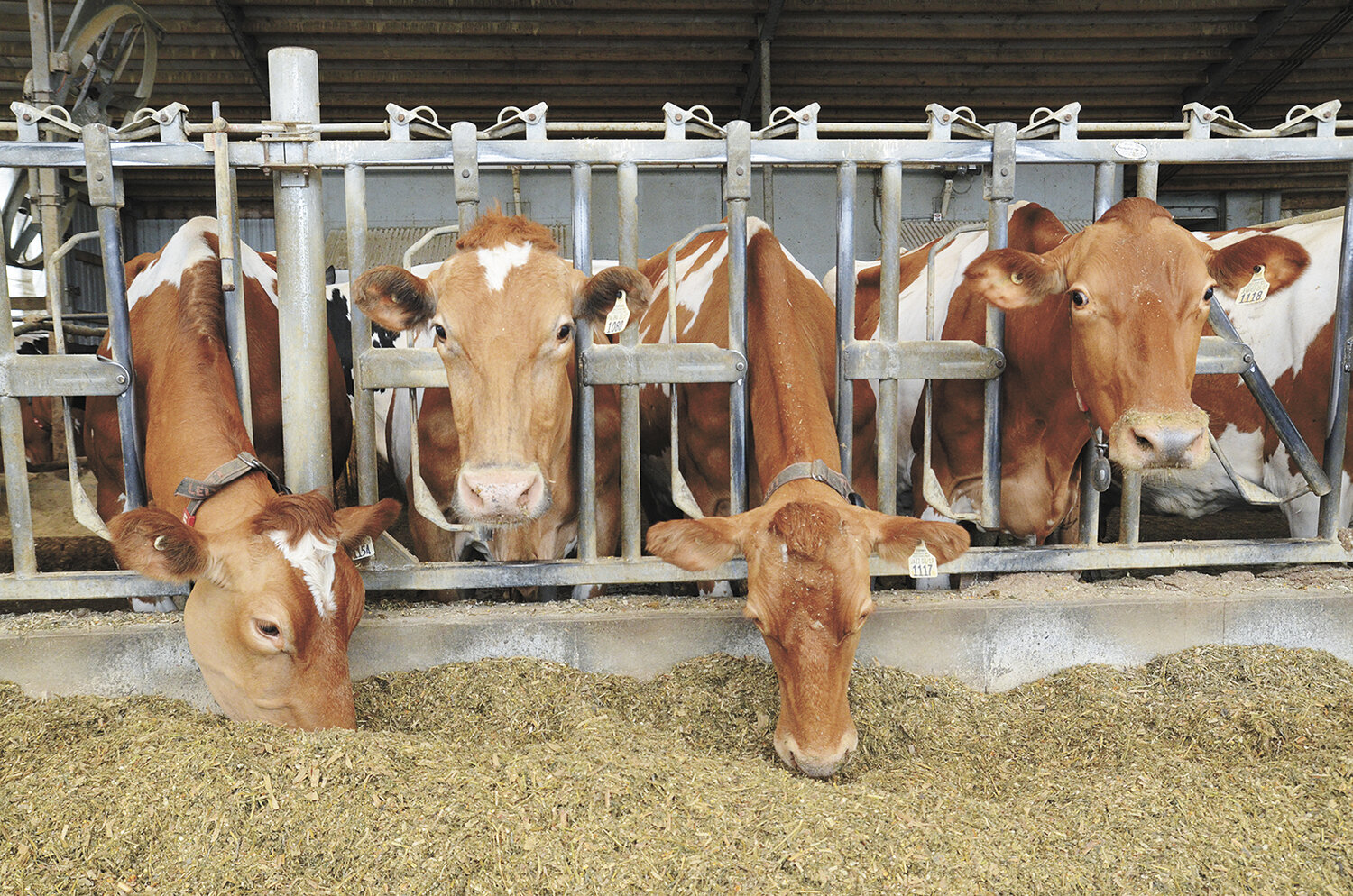 The Guernsey cows served as the inspiration for Royal Guernsey Creamery butter at Gurn-Z Meadow Farm near Columbus, Wisconsin. Milk made on the farm on Monday and Tuesday is picked up and churned into butter within 48 hours.