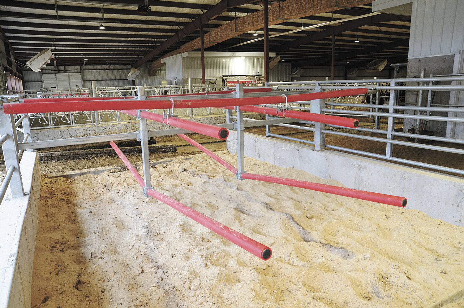The Haags installed flex stalls in all of the pens in their new robotic barn on their farm near Mount Horeb, Wisconsin. The Haags said they like that the stalls give cows more lunge room.