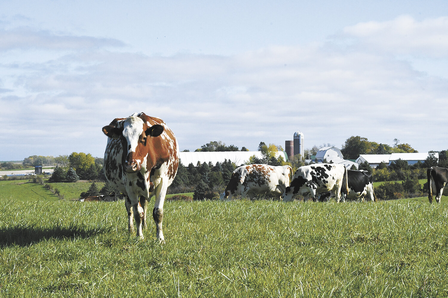 Cows graze Oct. 16 in a pasture overlooking the building site of the Wiebusch dairy farm near Lake City, Minnesota. The Wiebusches have a 13,000-pound herd average on an entirely grass-fed diet.