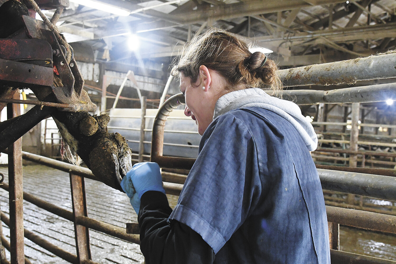 Dr. Amy Dahlke works on a cow’s hoof Oct. 19 at the Naatz family’s dairy farm near Mantorville, Minnesota. Thursdays are herd check days.