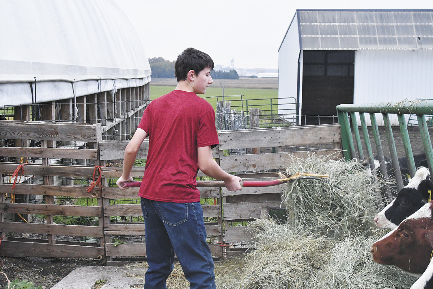 Wyatt Naatz feeds hay Oct. 19 at the Naatz family’s dairy farm near Mantorville, Minnesota. Naatz is a freshman and helps on the farm as he is able with his online high school classes.