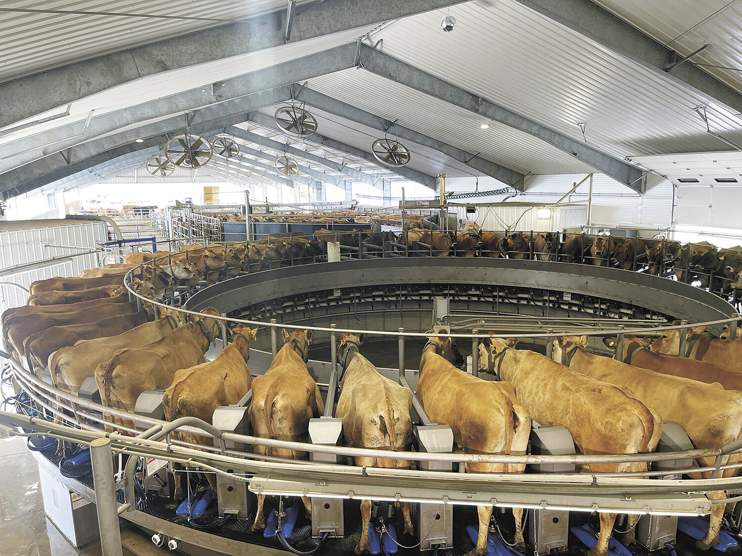 Cows at Derrick Josi’s farm are milked on the farm’s 50-stall DeLaval rotary parlor in July near Tillamook, Oregon. Cows are milked twice a day and average 55 pounds of milk, 5.17% butterfat and nearly 4% protein.