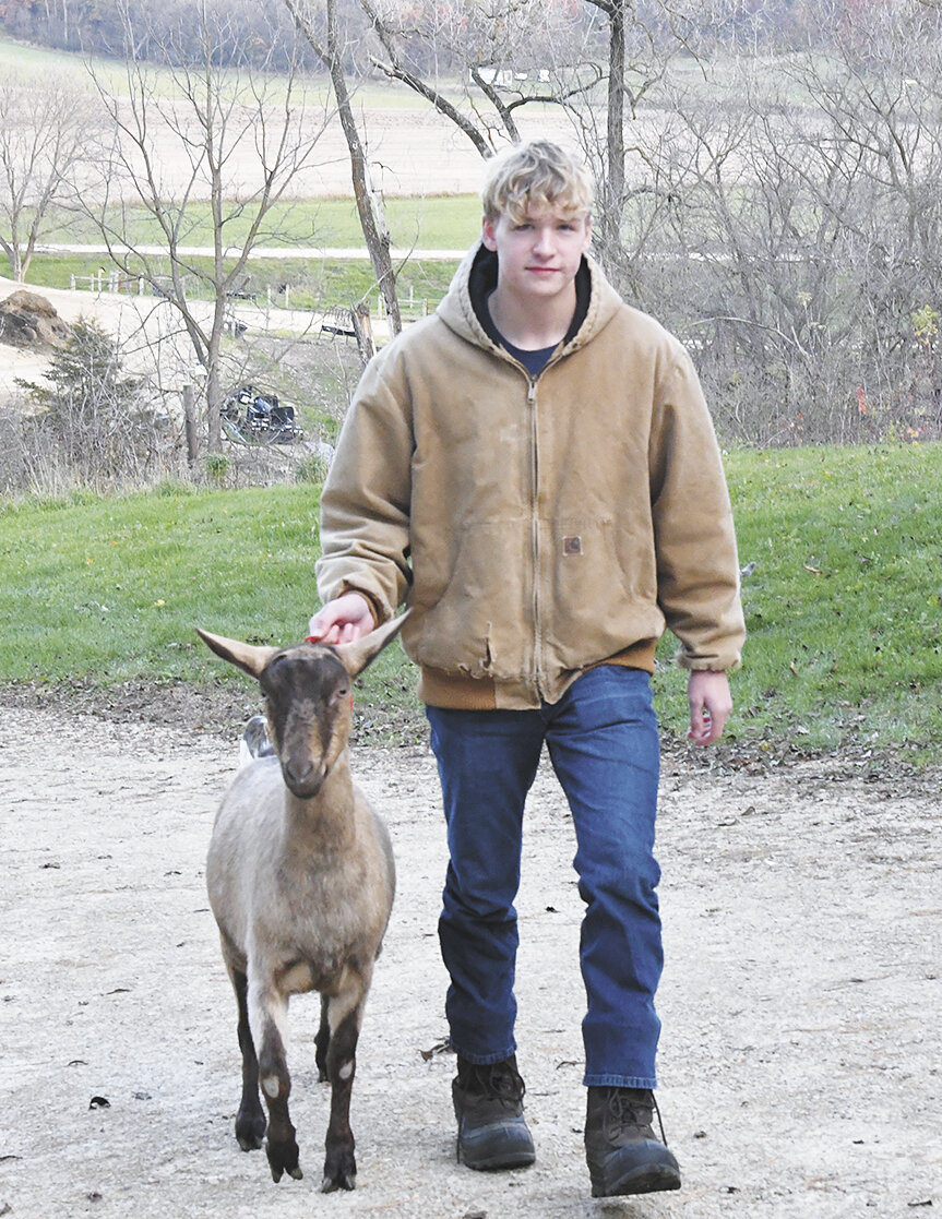 William Carlson leads a goat up the driveway Oct. 30 on his family’s farm near Houston, Minnesota. Carlson attends about eight shows and fairs with his goats each year.