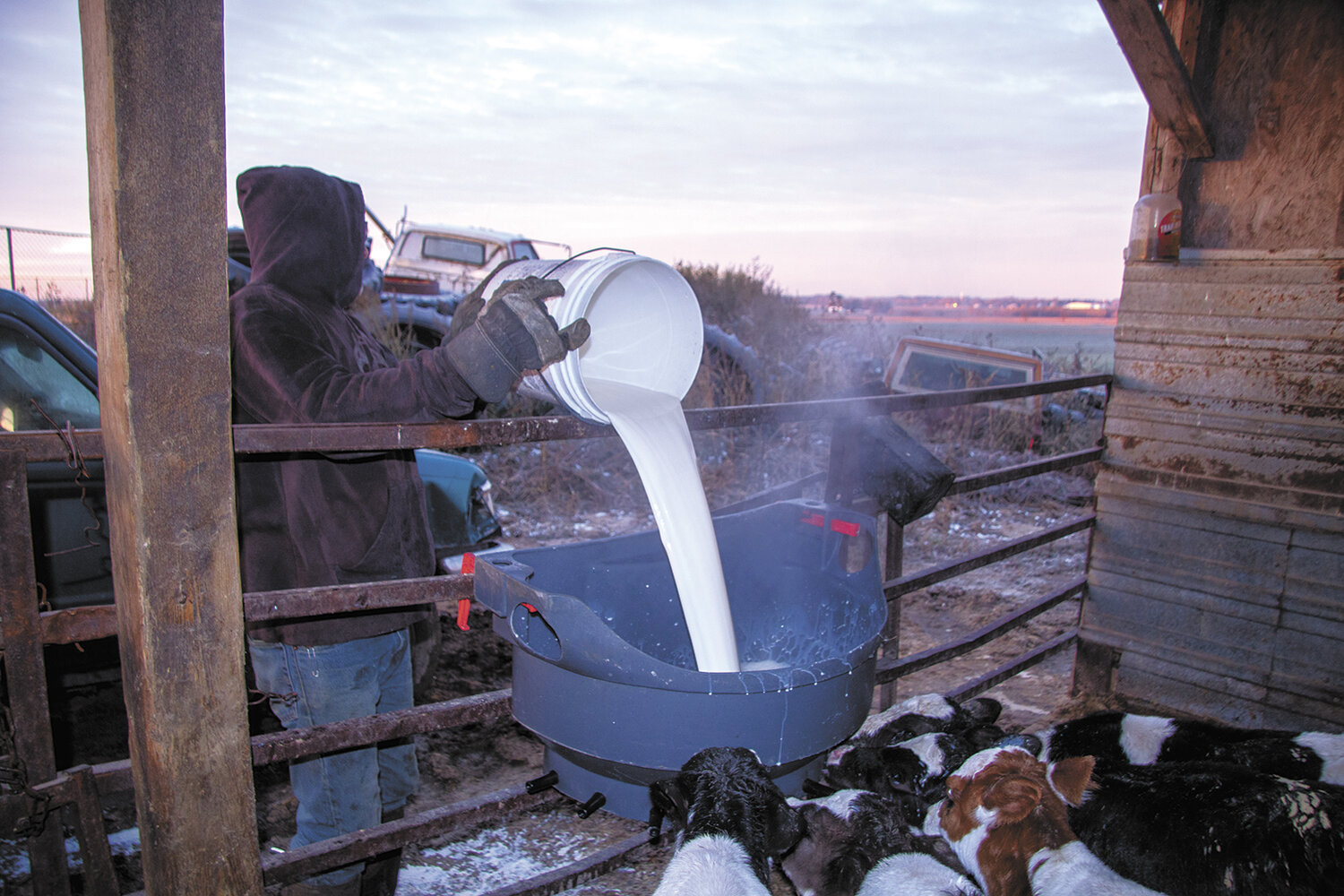 Dennis Burkle feeds milk to a group of young calves Nov. 1 at the Burkle farm near Earlville, Iowa. The Burkles uses mob feeders for their calf pens.