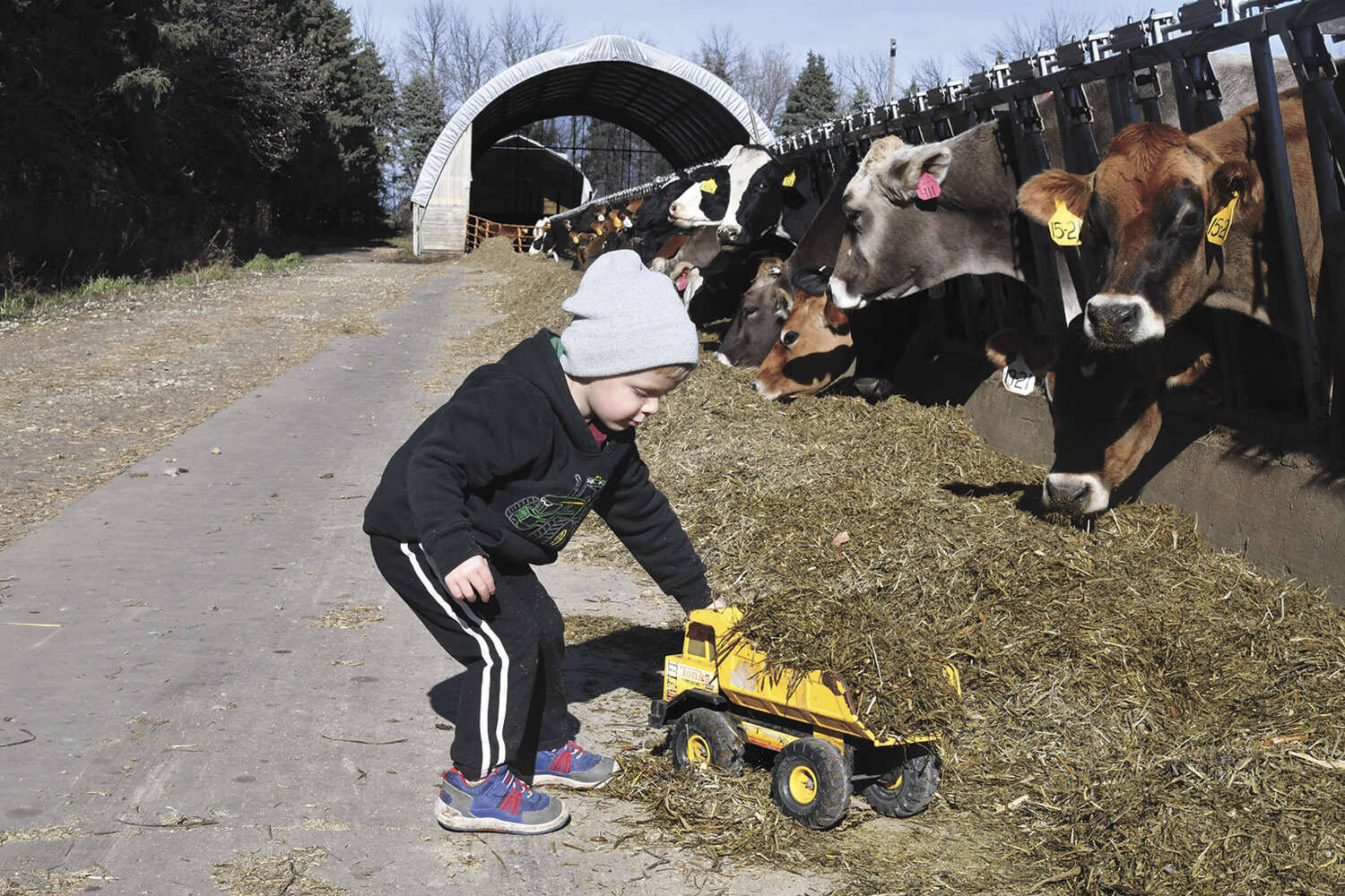 Buckley Fancsali plays with feed and his toy truck Nov. 14 on his family’s farm near Hayfield, Minnesota. The Fancsalis switched the herd they purchased in 2022 from grass to a total mixed ration.
