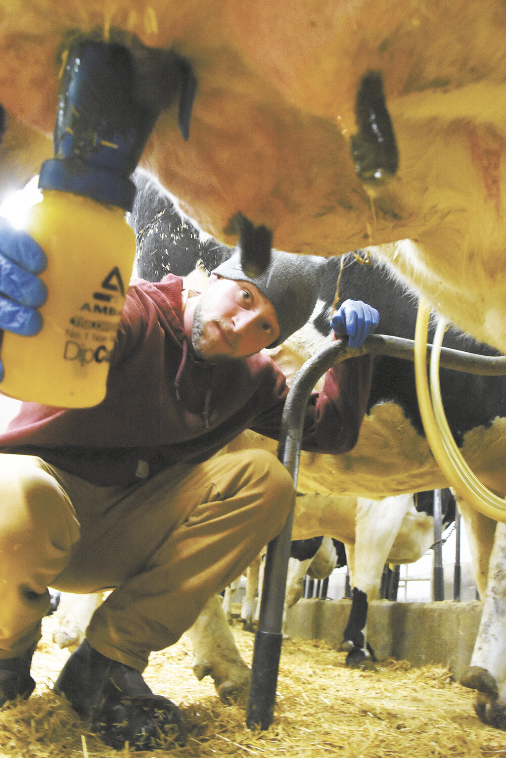 Sam Hopfer applies post dip during milking Jan. 23 on the farm he operates with his uncle  near Lake Henry, Minnesota. Hopfer joined the Lake Henry Fire Department in 2019.