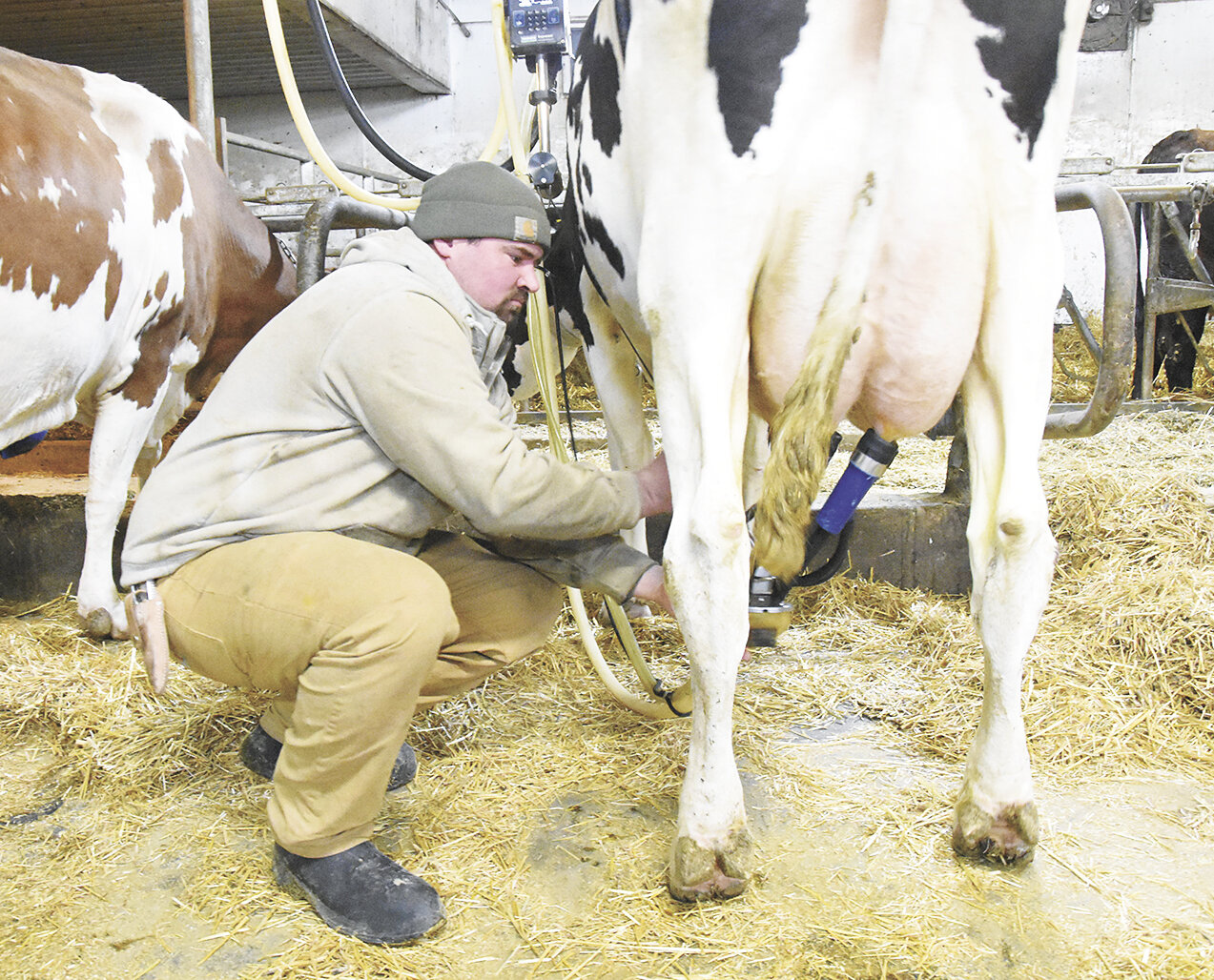 Nick Hemmesch attaches a milking unit Jan. 23 on the farm he operates with his parents near Lake Henry, Minnesota. Hemmesch has been a volunteer firefighter with the Lake Henry Fire Department for 10 years.