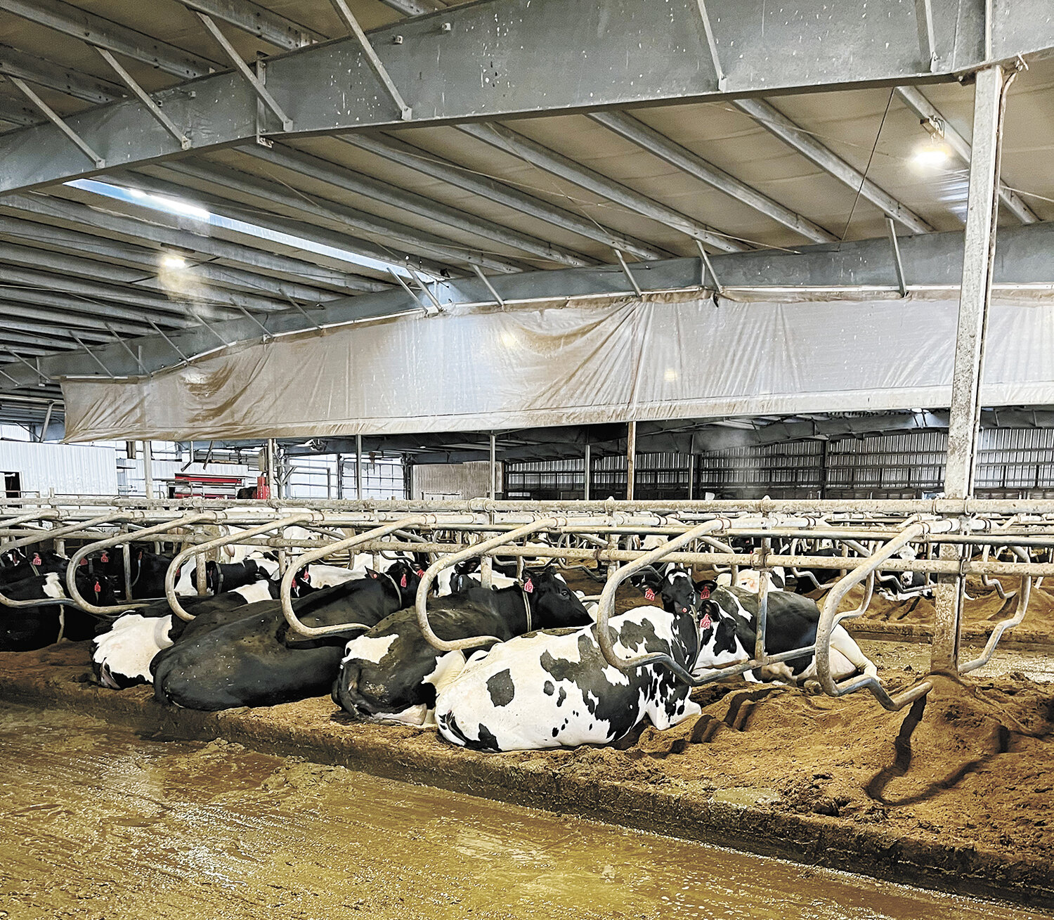 The herd rests in free stalls bedded with recovered manure solids Jan. 16 at J & S Dairy near Sioux Center, Iowa. The temperature in the cross-ventilated barn remains above freezing even during the deepest cold snaps.