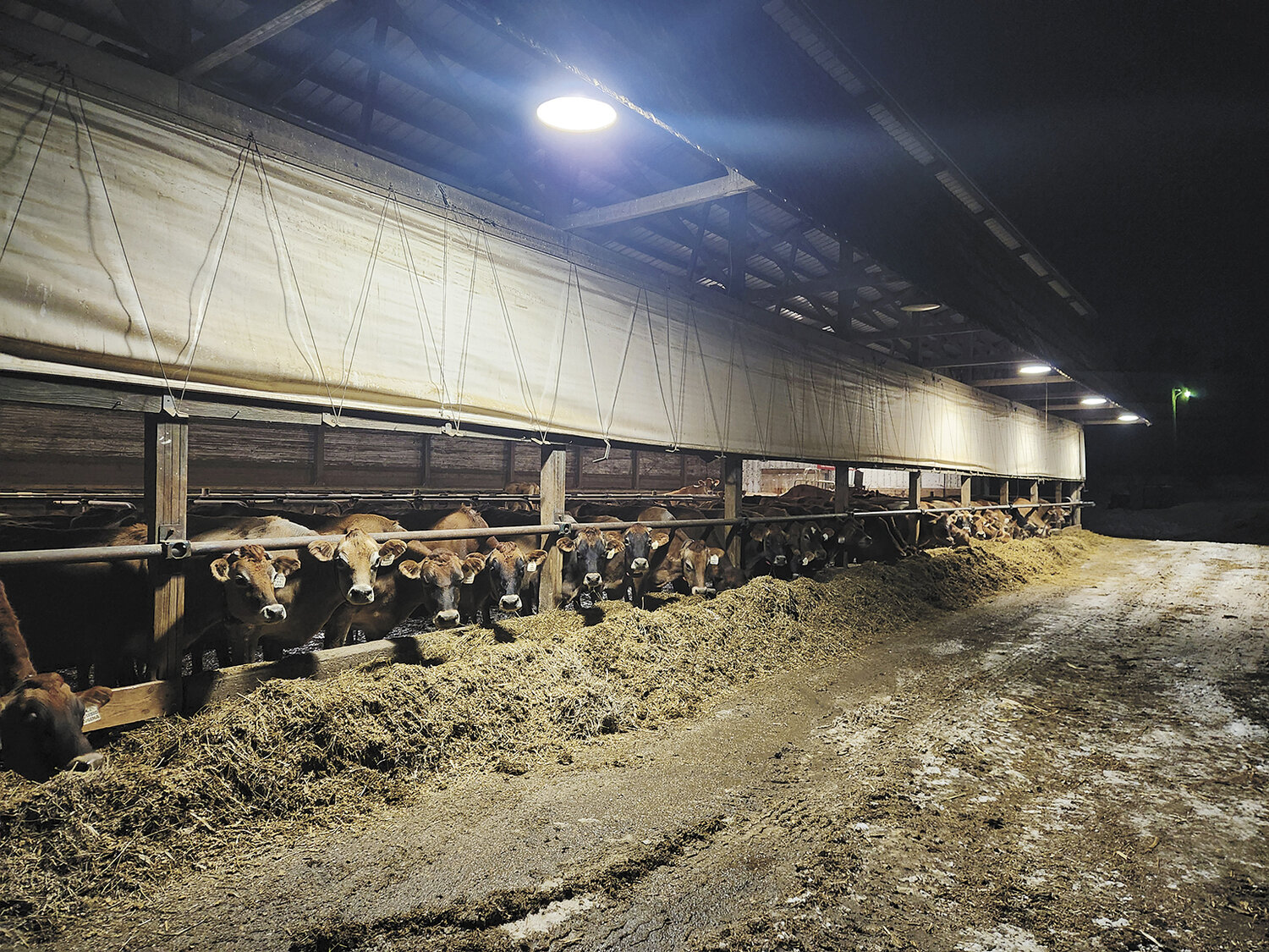 The cows get their fill at the bunk before settling in for the night Jan. 23 at Harvey and Jackie Menn’s farm near Norwalk, Wisconsin. The Menn family milks 90 certified-organic Jersey cows and is the recipient of the 2023 Monroe County Conservation Farmer of the Year award.