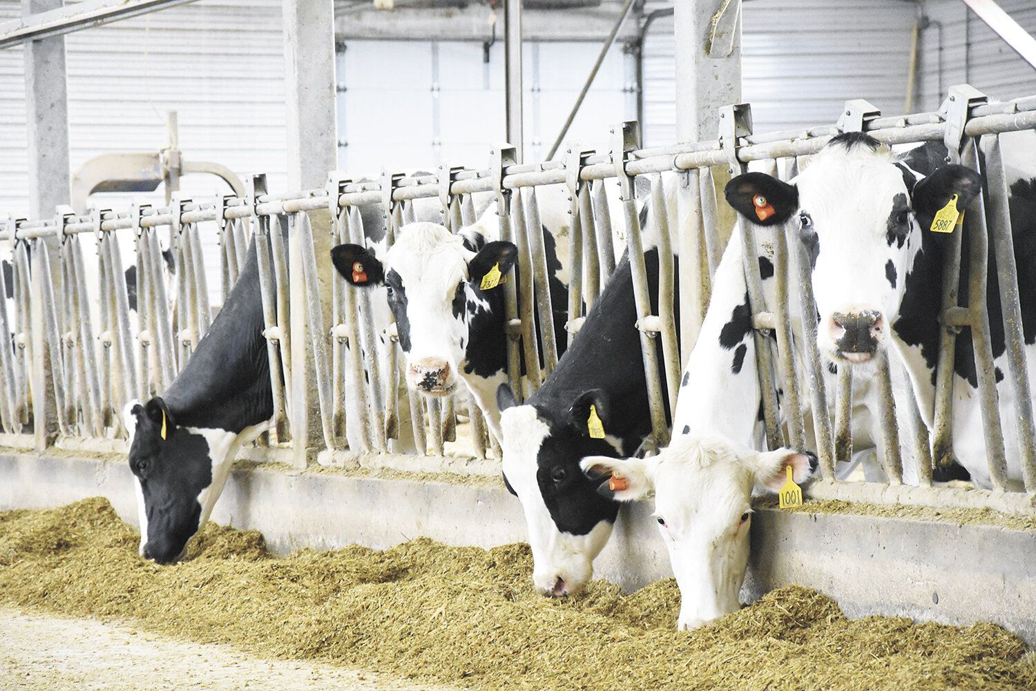 Cows eat a total mixed ration Feb. 5 in the freestall barn at Blumenfeld Holsteins near Hawley, Minnesota. The dairy uses brown mid-rib corn silage in their ration.
