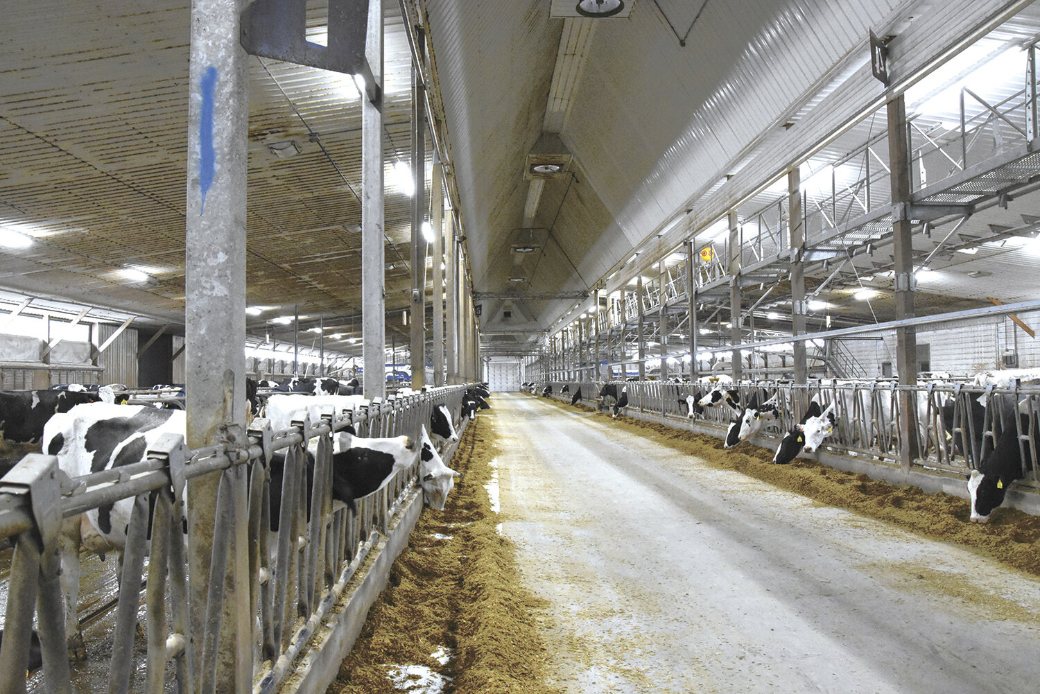 The cows at Blumenfeld Holsteins are housed in a 6-row freestall facility near Hawley, Minnesota. They use natural/power ventilation during the winter and cross ventilation during the summer.
