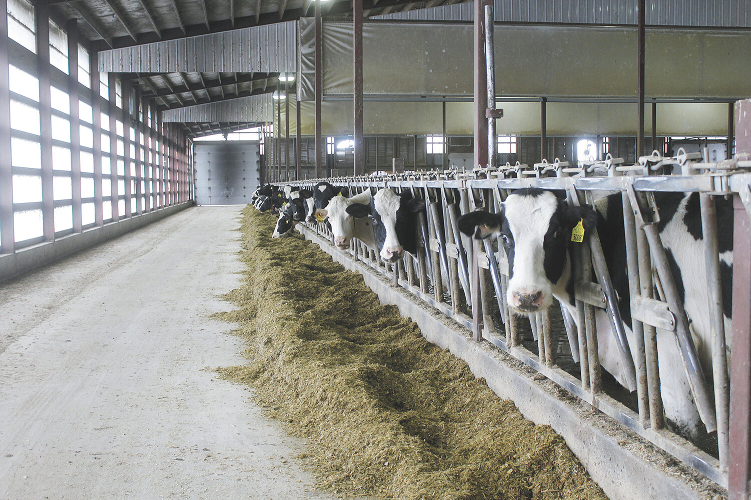 Cows eat a total mixed ration after visiting the robot Feb. 1 at Drees Dairy Farm LLC near Peshtigo, Wisconsin. The Drees family utilizes robotic milking as well as activity and rumination monitors. 