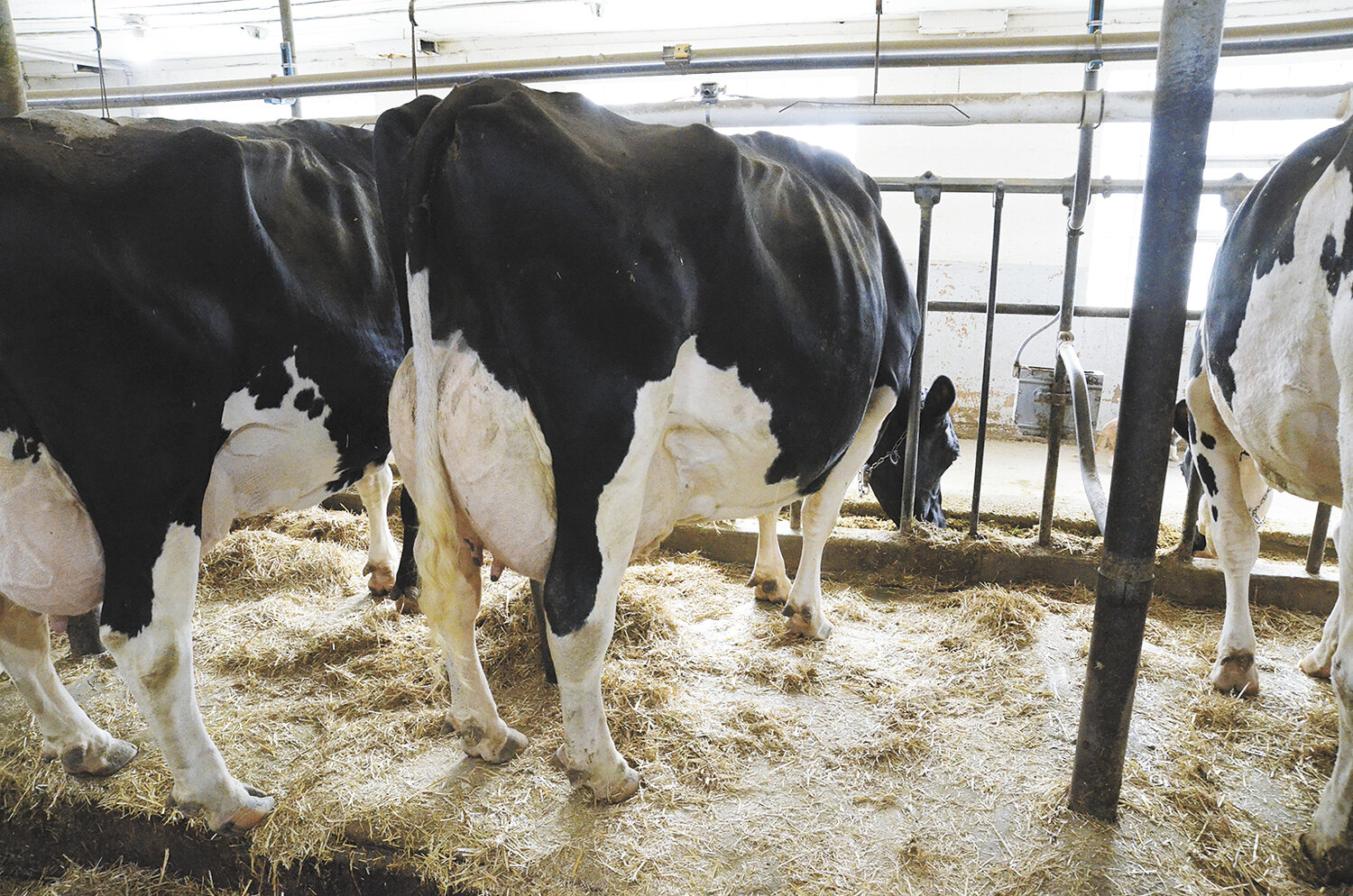 Handing down a herd of excellence - Dairy Star