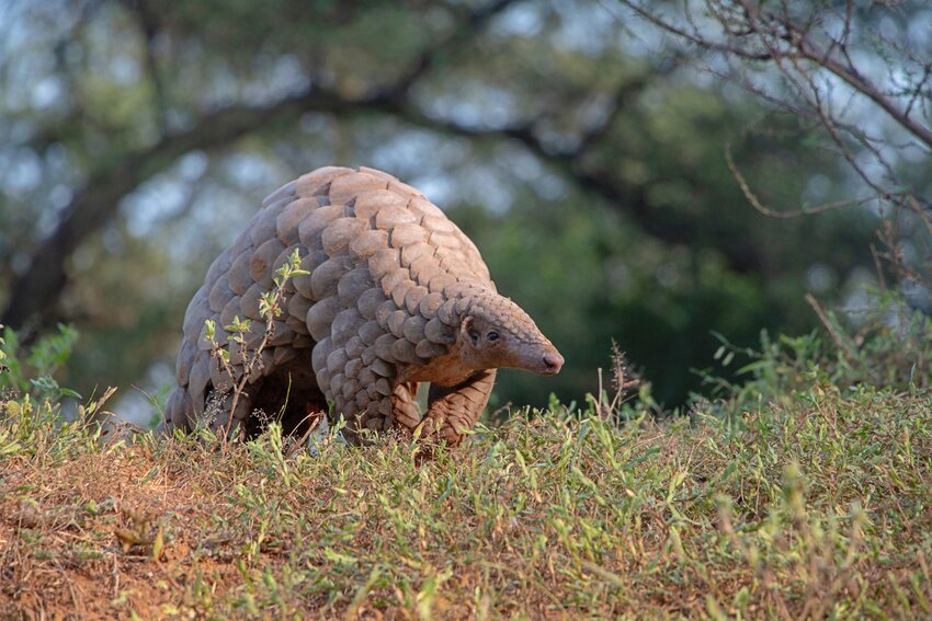 All eight species of pangolins are threatened with extinction primarily due to the ongoing demand for their body parts, including scales, for medicinal purposes and consumption, according to the International Union for Conservation of Nature (IUCN) Red List of Threatened Species.