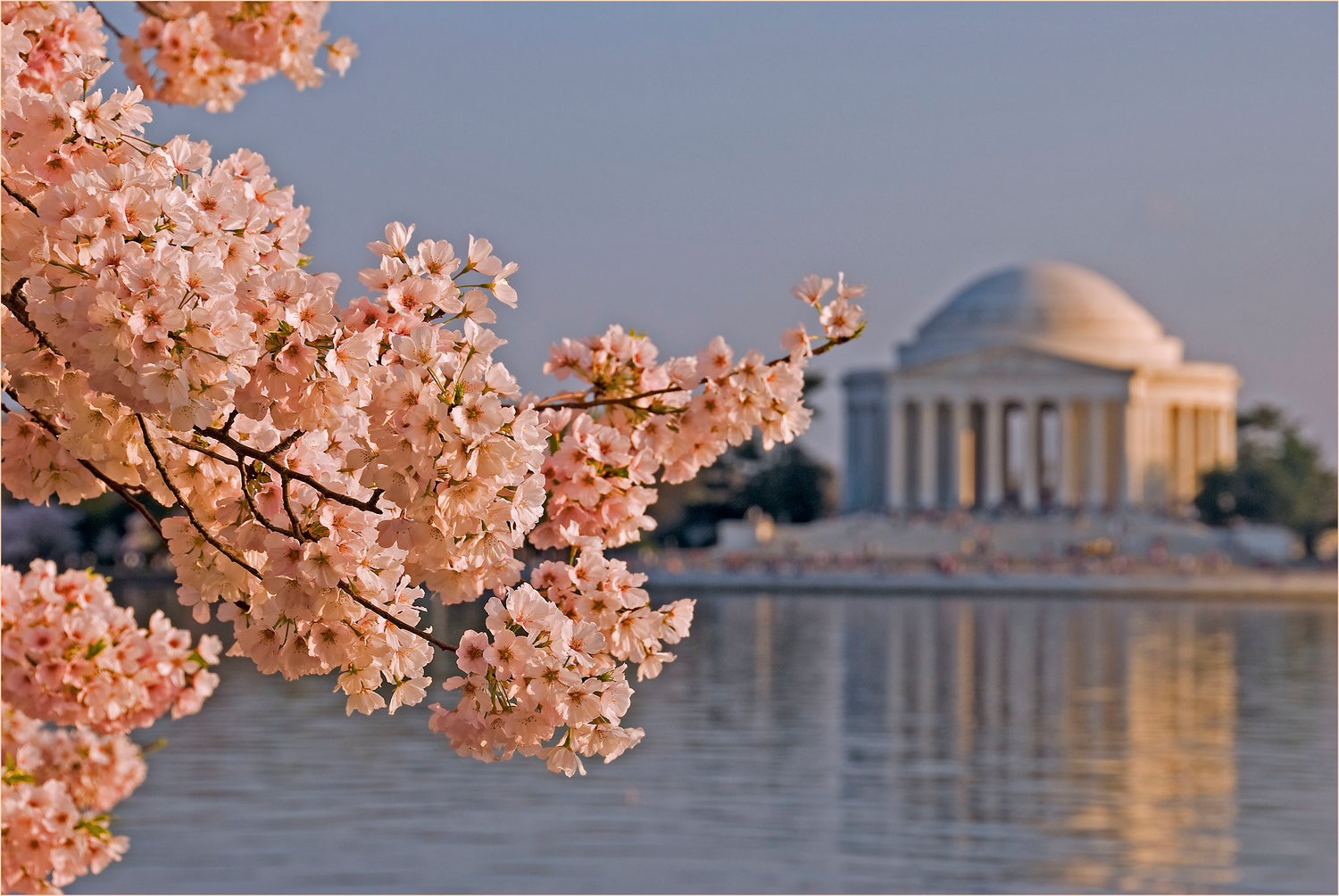 Cherry Blossoms and the Thomas Jefferson Memorial in Washington, DC.