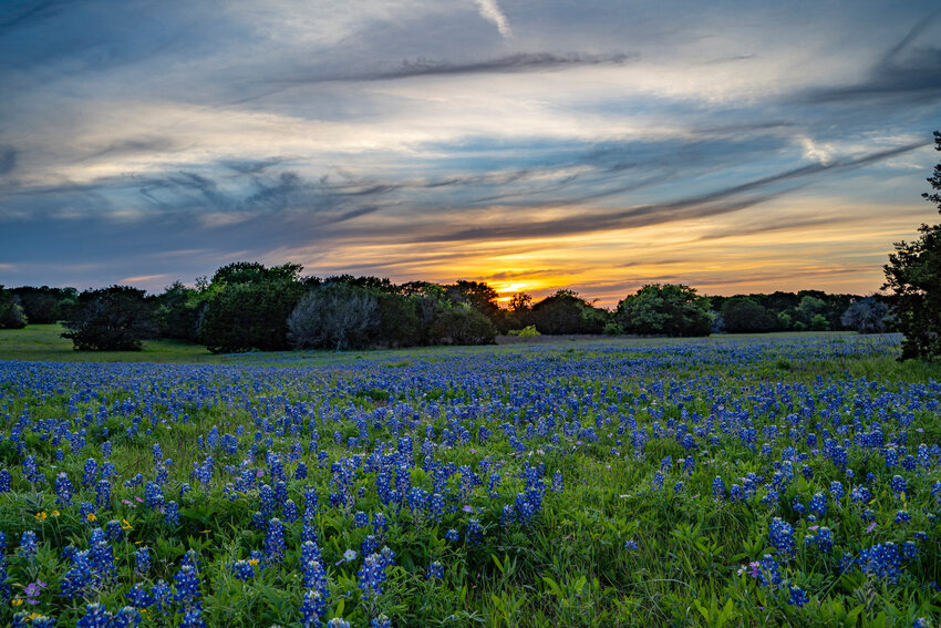 Week one Winner of the Blue Bonnet photo contest - The Gatesville Messenger