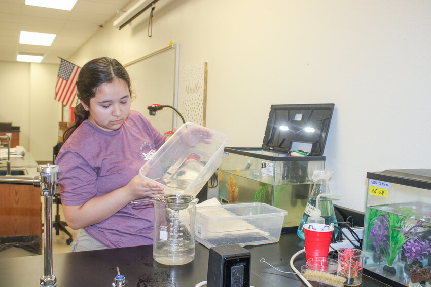Acton Middle School student Paola Lumbreras pours water into a beaker as she works on a project involving zebrafish.