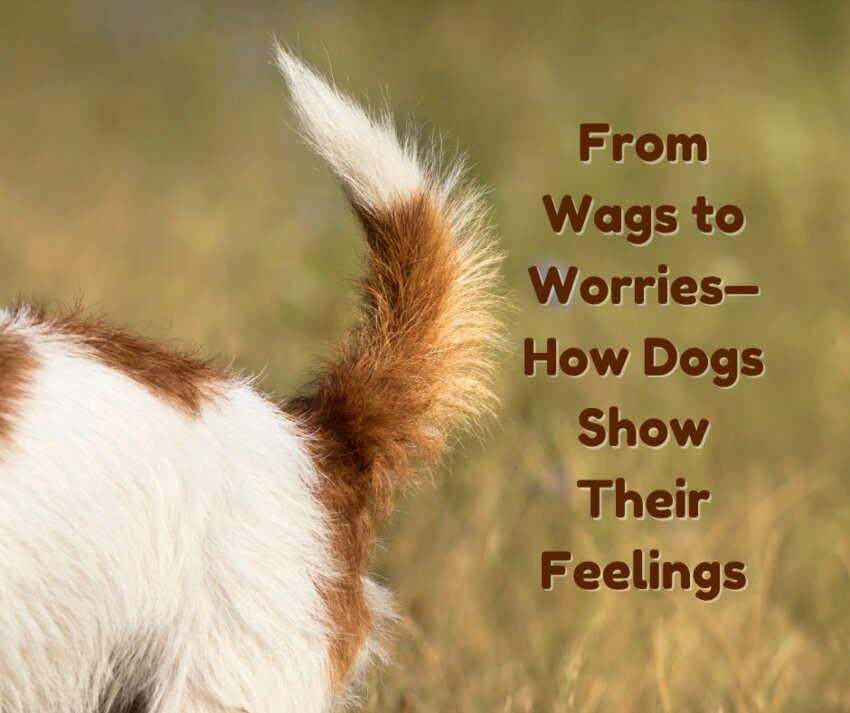 Understanding your dog’s body language isn’t just about avoiding dog fights at the park. It’s about connection.