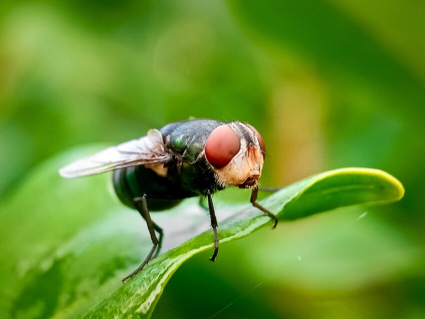The Hood County Commissioners Court adopted a resolution calling for federal action against the New World screwworm, a parasitic fly native to the Western Hemisphere.