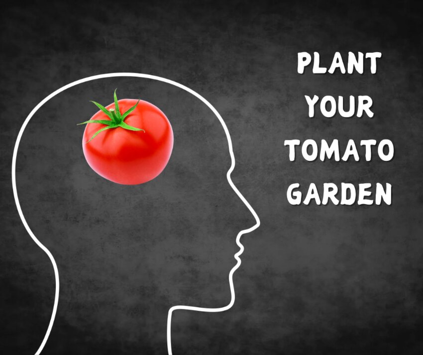 When done right, cultivating TOMATO can lead to numerous benefits.