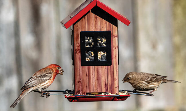 Attract Backyard Birds with the Right Seeds