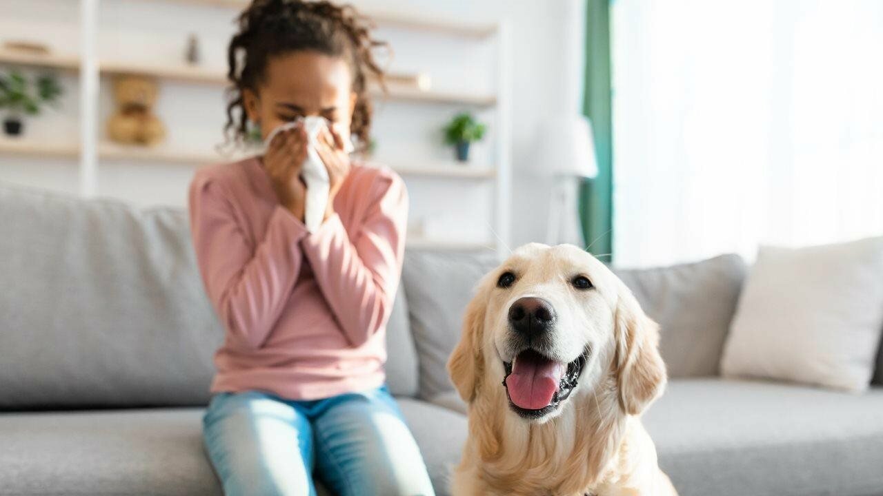 Cleaner Indoor Air: 5 Ways To Reduce Asthma and Allergy Triggers in Your Home